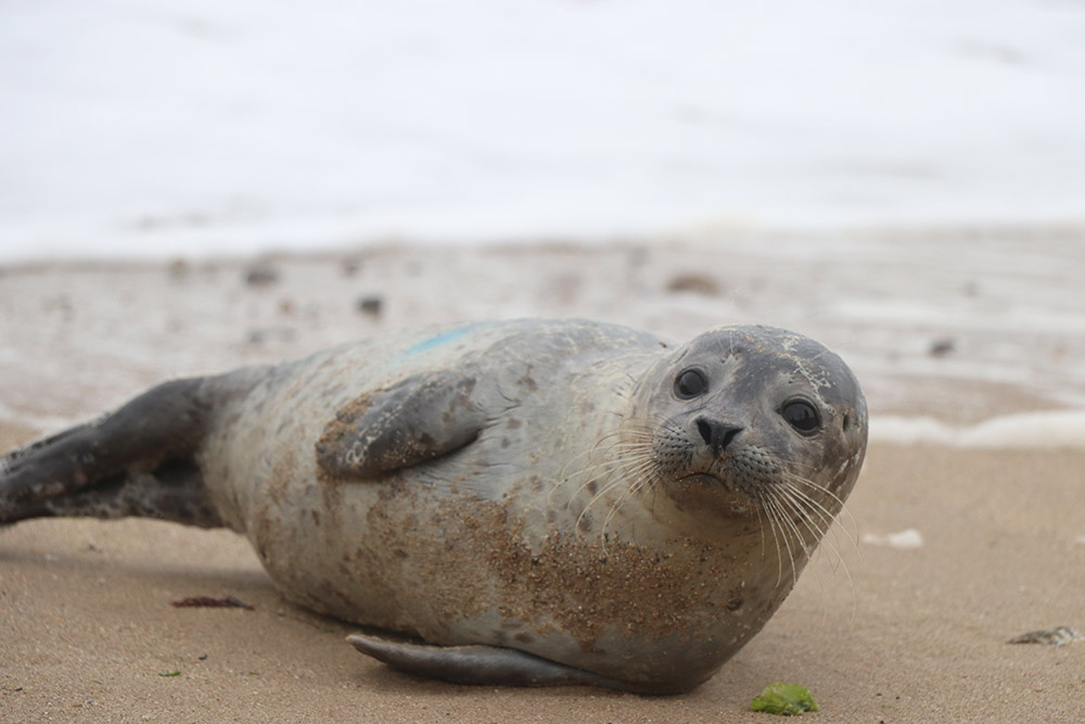 Seal at Llandudno beach looking relaxed