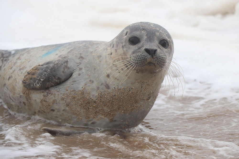 A young seal on the beach at Llandudno