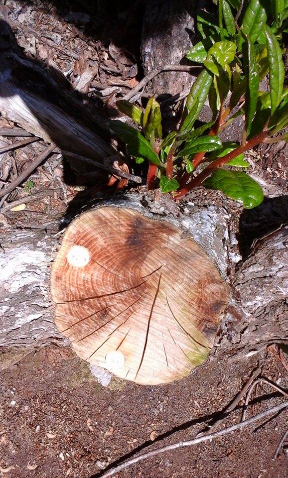 Removal of Rhododendron (Rhododendron ponticum) Biology Blogs