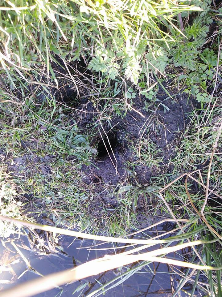 Water Vole Surveys Biology Blogs