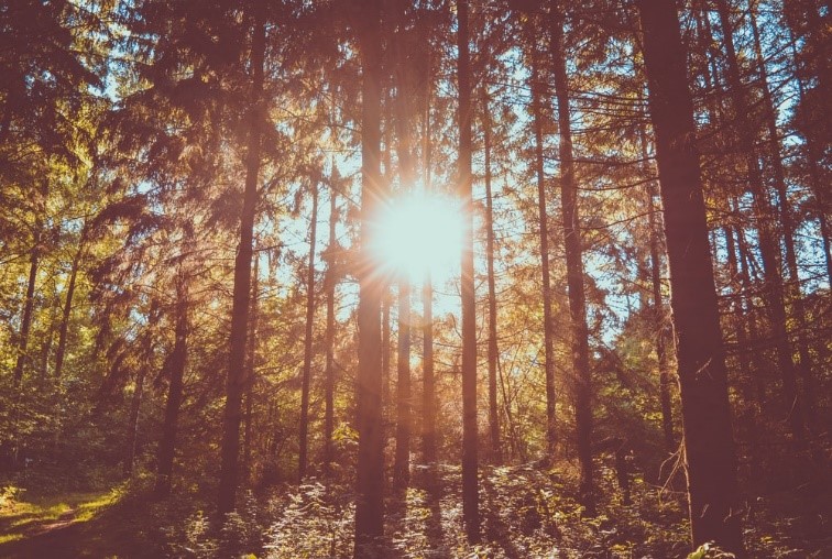 Trees during golden hour