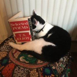 Nina, a black and white cat, is sitting on a patterned cushion against a radiator. She appears to be reading T.S. Eliot's Selected Poems as it is positioned with her head between the covers.