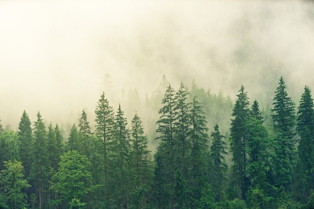 a forest, with some trees obscured from view because of fog