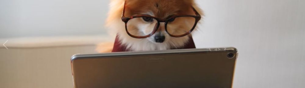 Pomeranian dog wearing glasses looking at an ipad