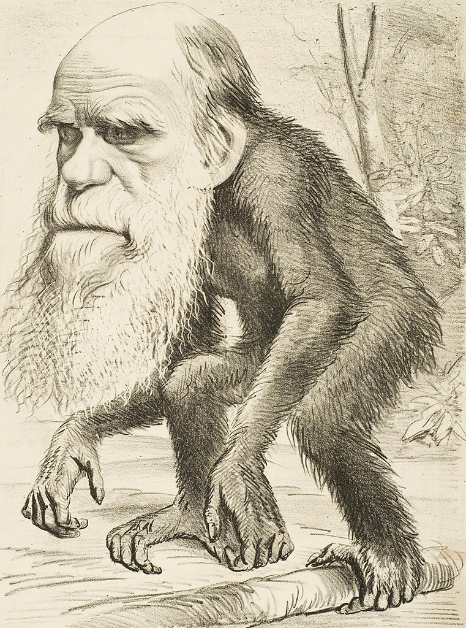 A black and white sketch of an ape with some trees visible in the background. However, the head of the gorilla has been replaced with Charles Darwin's head, complete with bushy eyebrows and beard. 