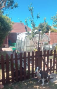 Julie's veg patch and Dobby