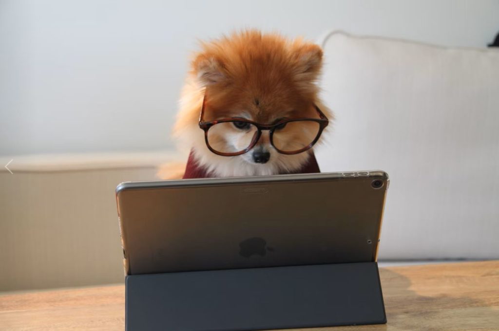 Pomeranian dog wearing glasses looking at an ipad