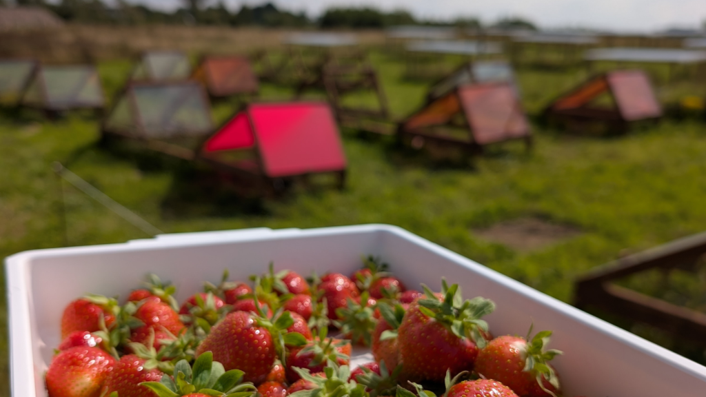 A tray of strawberries and some greenhouses in the background. 